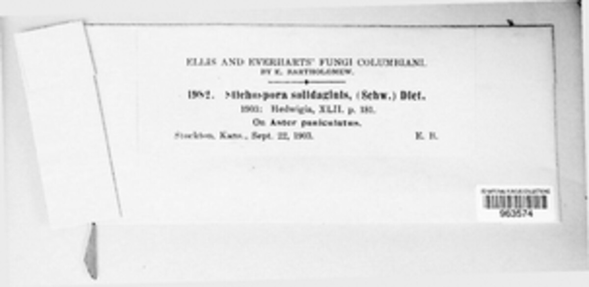 Coleosporium asterum image
